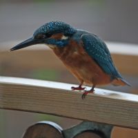 eisvogel 8